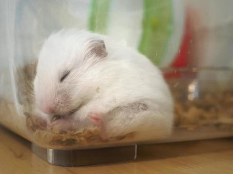 白くてかわいいハムスター 白くてかわいいハムスターの写真