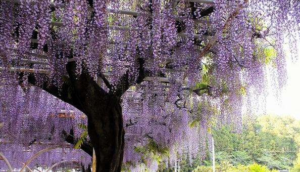美しい藤の花と春の山 美しい藤の花と春の山の写真