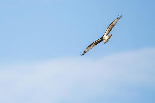 ミサゴ(85)の写真