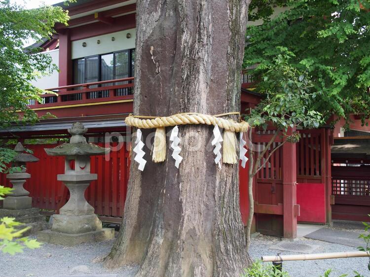 神社　樹木　しめ縄 旅行,しめ縄,神社の写真素材
