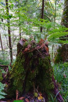 切り株とシダ 切り株,シダ,発芽の写真素材