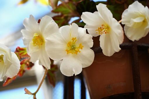 小ぶりで白いベゴニアの花 小ぶりで白いベゴニアの花の写真