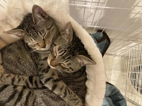 仲良し猫 猫,兄弟,寝てるの写真素材