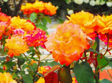 オレンジ色の薔薇の写真