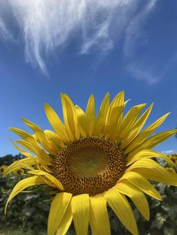 夏の青空に映えるひまわりの花 ひまわり,向日葵,青空の写真素材