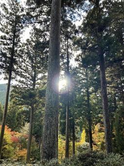 木々の間から見える光 木々の間から見える光 木々,光,眺めの写真素材