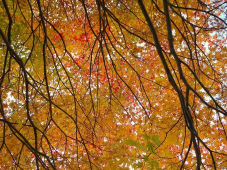 頭上のモミジ天井 モミジ,紅葉,植物の写真素材