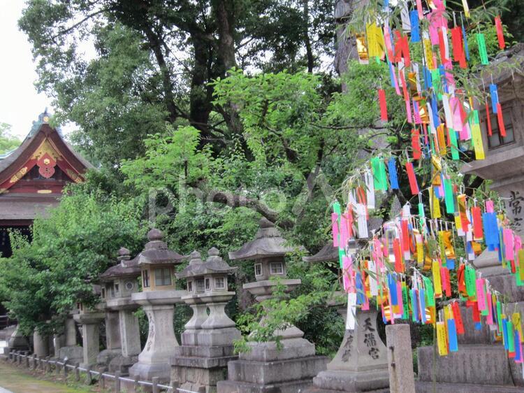 天神さんの七夕。　その三 天神さん,北野天神,北野天満宮の写真素材