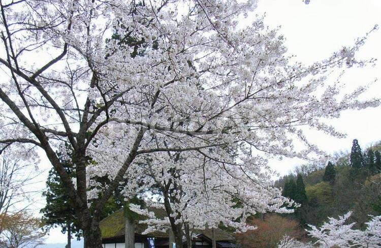 田沢湖の桜 田沢湖,田沢湖畔,桜の写真素材