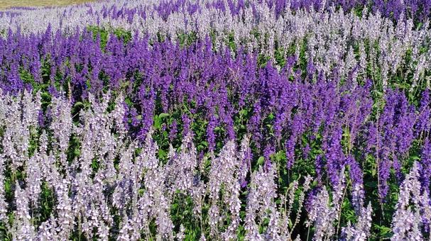 サルビア2 サルビア,紫の花,花畑の写真素材