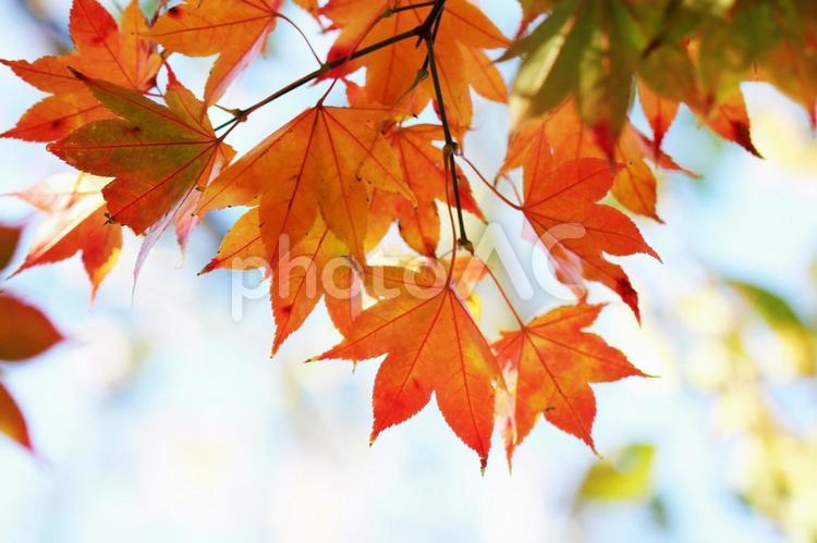 函館五稜郭公園の美しい赤色紅葉 秋,もみじ,モミジの写真素材