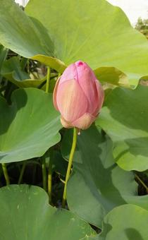 Photo, lotus, a lotus, flower, 