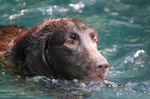 Photo, dog, large dog, retriever, 