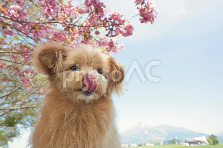 桜とさくら（犬の名前） 犬,ペット,桜の写真素材