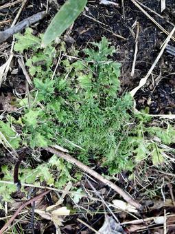 荒れた地面に生えるギザギザの草 荒れた地面に生えるギザギザの草 植物,葉,草の写真素材