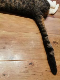 猫のしっぽ 猫のしっぽの写真