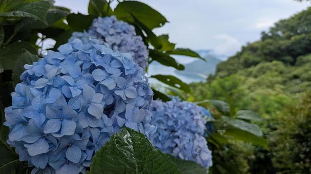 Hydrangeas of Mt. Shiude 8, JPG