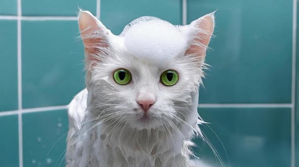 シャンプーされる猫2 シャンプーされる猫2の写真