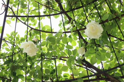 薔薇と緑のイメージ 薔薇と緑のイメージの写真