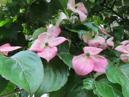 The bracts of the Cornus kousa (Cornaceae) add colour to early summer, yamabashi, buds, street tree, JPG