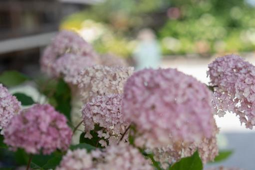 Pink hydrangea, JPG