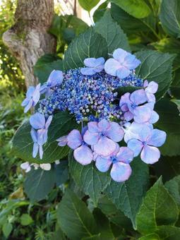 Hydrangea / Purple / Blooming / Part 4, JPG