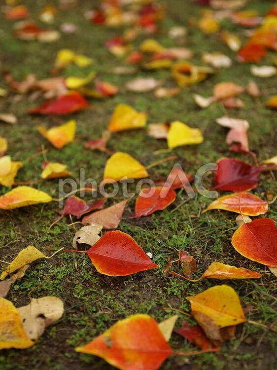 紅葉の落葉　ナンキンハゼ　色づいた葉っぱ　南京櫨 落葉,ナンキンハゼ,櫨の写真素材