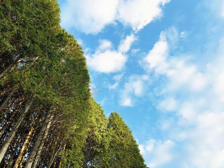 森林の木々と爽やかな青空 森林,森,林の写真素材