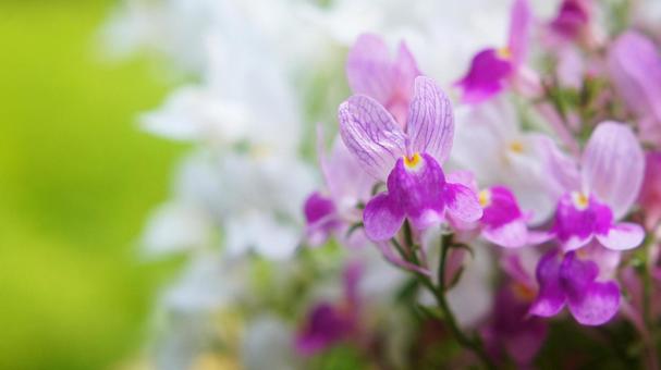 スプリングガーデン-1760の写真