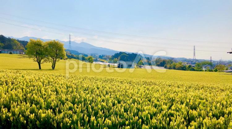 新緑　お茶畑 田舎,風景,茶畑の写真素材