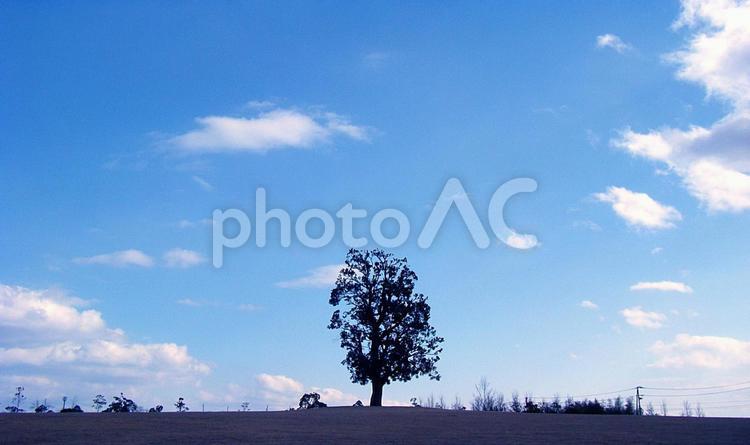 丘の上の木 木,景色,晴れの写真素材