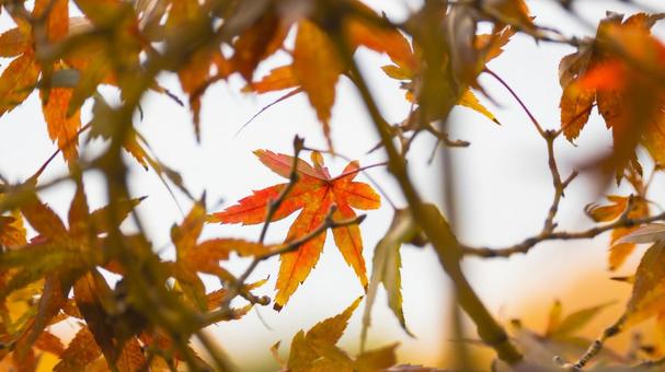 赤く染まるもみじの葉 もみじ,紅葉,葉の写真素材
