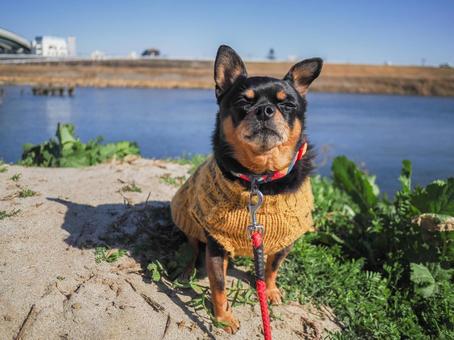 散歩する小型犬・チワワ・ミニピン 散歩する小型犬・チワワ・ミニピンの写真