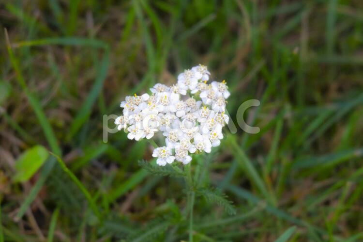 北欧の輝く白い花 北欧の輝く白い花,白い花,北欧の森の写真素材