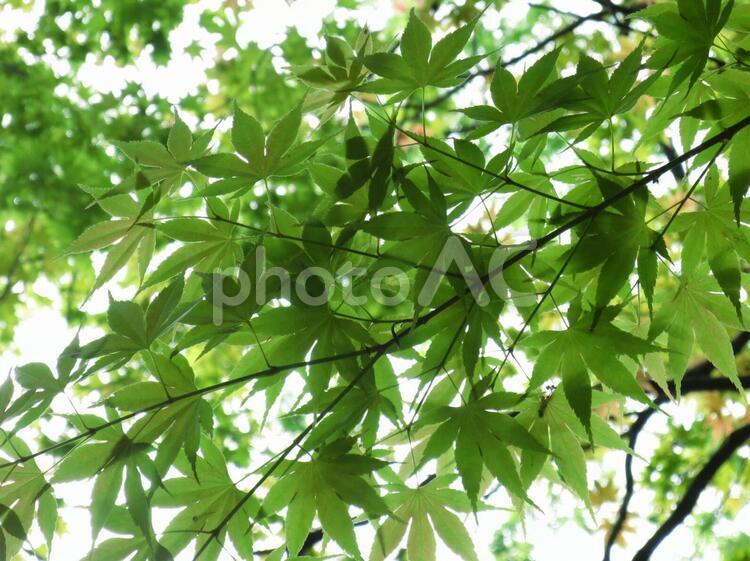 木漏れ日ともみじ 木漏れ日,もみじ,緑の写真素材