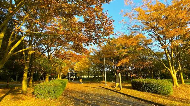 紅葉の北部公園（金沢） 紅葉,秋,公園の写真素材