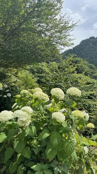 白い紫陽花 紫陽花,白,花の写真素材