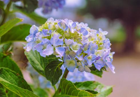 アジサイの花8 アジサイの花8 アジサイ,紫陽花,花の写真素材