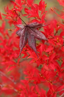 イロハモミジ 2013 03の写真