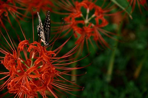 蜜を求めて 彼岸花,曼珠沙華,植物の写真素材