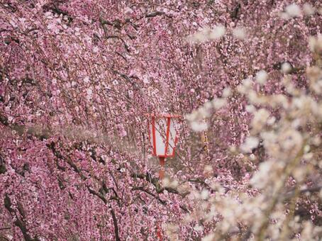 梅と灯り 背景,自然,梅の写真素材