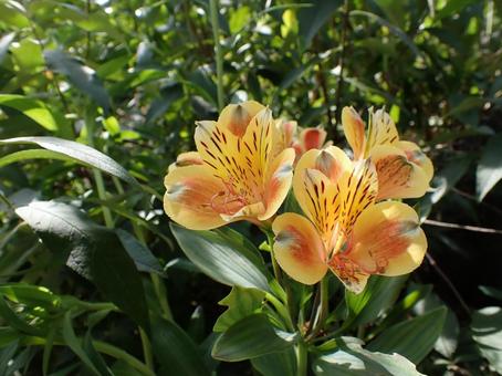 アルストロメリアの花 アルストロメリアの花の写真