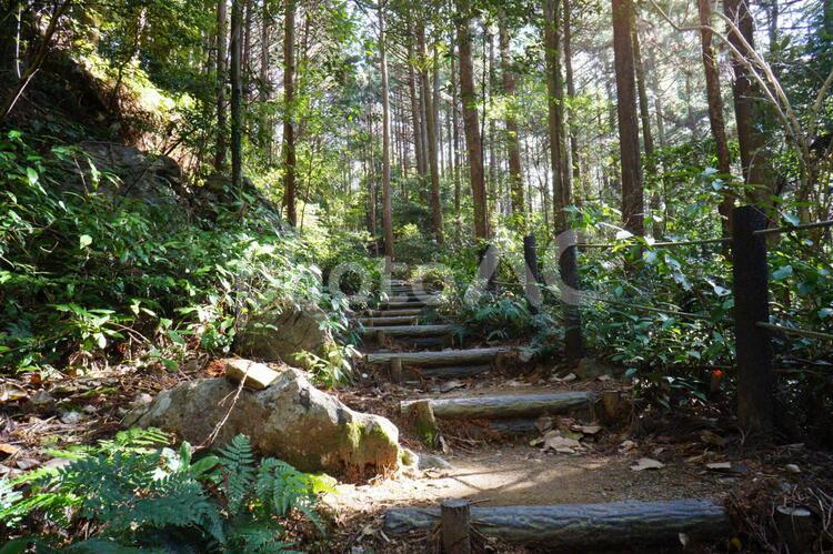 森の中の上り道 山,登山,森の写真素材