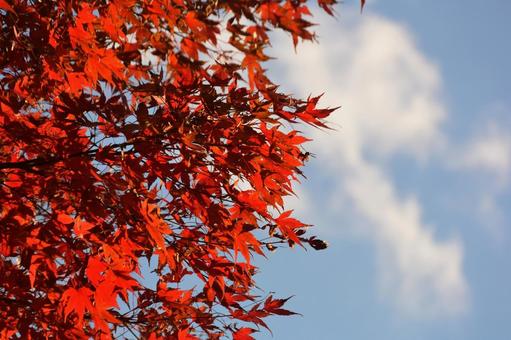 もみじ もみじの写真