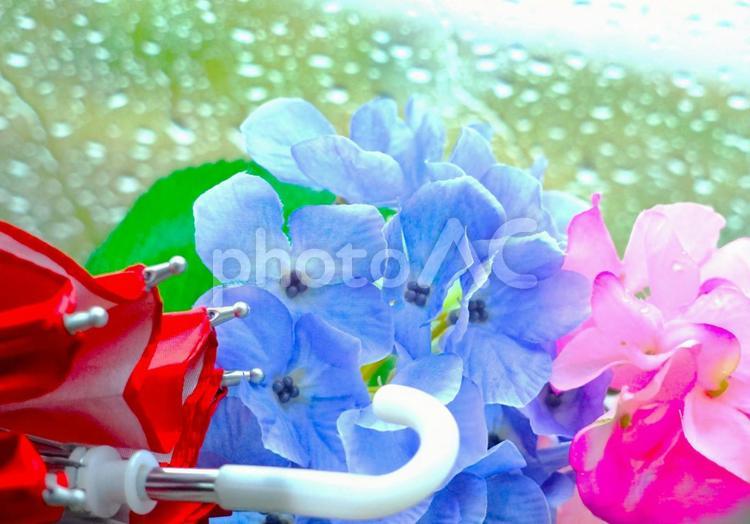 雨粒の窓と紫陽花 梅雨,６月,紫陽花の写真素材