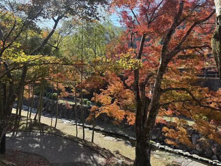 川沿いの紅葉　(伊万里　大川内山) 紅葉,もみじ,モミジの写真素材