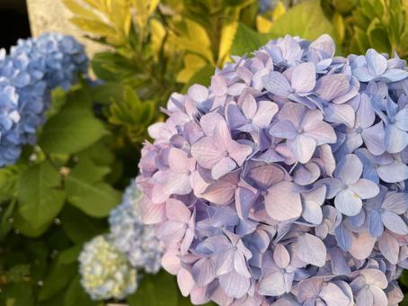 紫陽花 紫陽花の写真