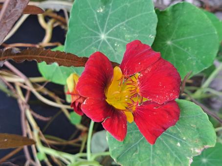 エディブルフラワー2 エディブルフラワー2 花,ガーデン,庭の写真素材
