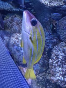 ヨスジフエダイ ヨスジフエダイ ヨスジフエダイ,魚,イエローの写真素材