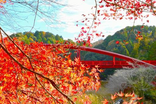  大滝渓谷の紅葉風景 山,王滝渓谷,大滝湖かけ橋の写真素材